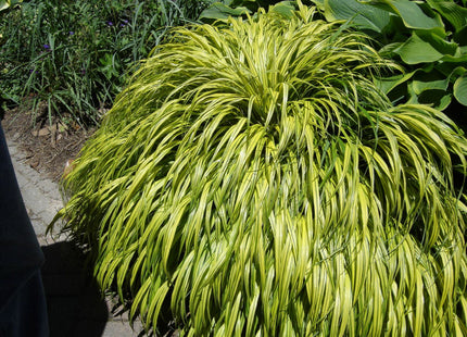 Golden Variegated Japanese Forest Grass (Hakonechloa macra 'Aureola') - 1 gallon