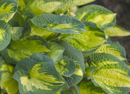 Great Expectations Plantain Lily (Hosta great 'Great Expectations') - 1 gallon