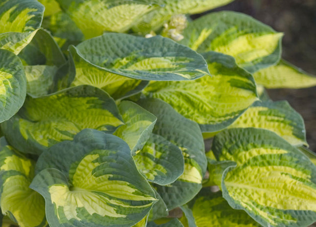 Great Expectations Plantain Lily (Hosta great 'Great Expectations') - 1 gallon