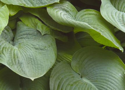 Elegans Plantain Lily (Hosta sieboldiana 'Elegans') - 1 gallon