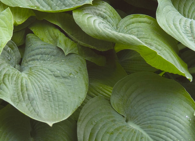 Elegans Plantain Lily (Hosta sieboldiana 'Elegans') - 1 gallon