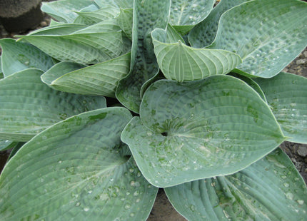 Big Daddy Plantain Lily (Hosta 'Big Daddy') - 1 gallon