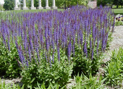 East Friesland Meadow Sage (Salvia nemorosa 'East Friesland') - 1 gallon