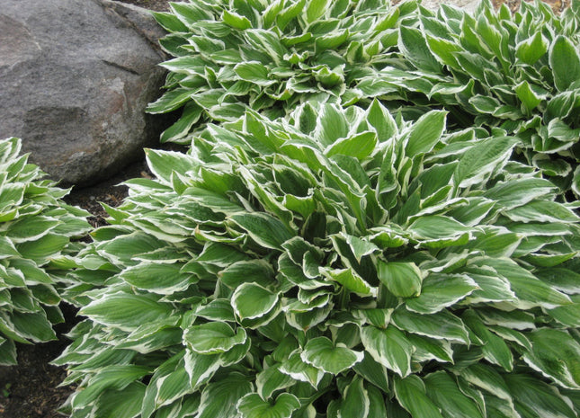 Francee Plantain Lily (Hosta francee 'Francee') - 1 gallon