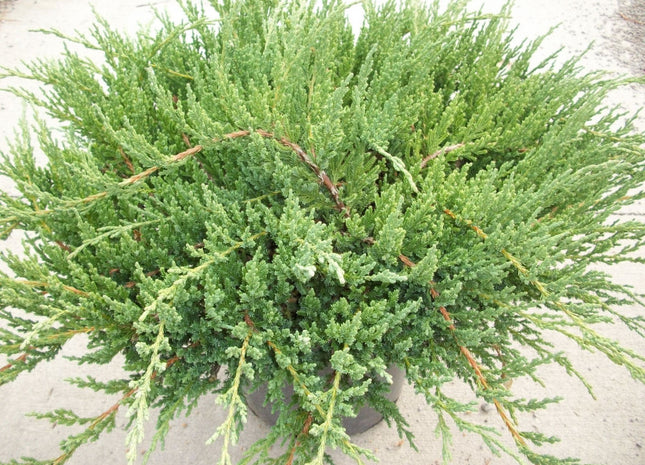 Green Sargent Juniper (Juniperus chinensis 'Sargentii') - 3 gallon 15"