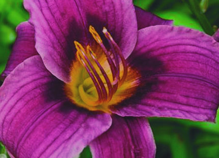 Grape Magic Daylily (Hemerocallis grape 'Grape Magic') - 1 gallon