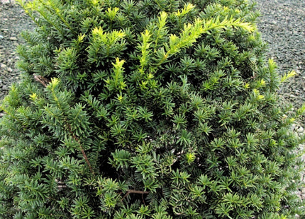 Captain™ Pyramidal Yew (Taxus cuspidata 'Captain') - 3 gallon 18"