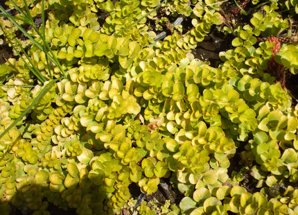 Golden Creeping Jenny (Lysimachia nummularia 'Aurea') - 1 gallon