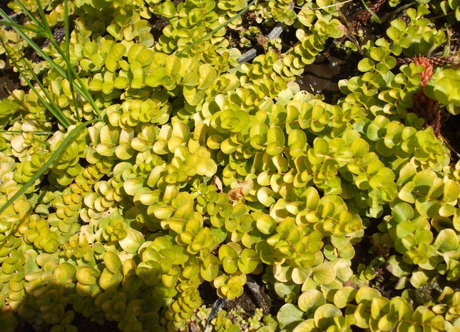 Golden Creeping Jenny (Lysimachia nummularia 'Aurea') - 1 gallon