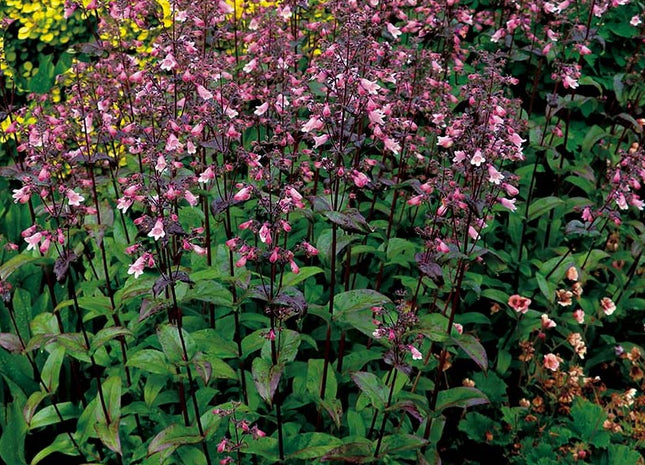 Dakota™ Verde Penstemon (Penstemon dakota 'Verde') - 1 gallon