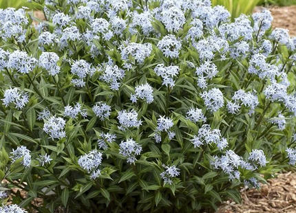 Blue Star Amsonia (Amsonia starstruck) - 1 gallon