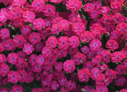 'Paint the Town Red' Pinks (Dianthus paint 'The Town Red') - 1 gallon