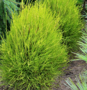 Franky Boy Arborvitae (Thuja occidentalis 'Franky Boy') - 3 gallon 15"