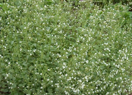 Calamint (Calamintha 'Ssp Nepeta') - 1 gallon