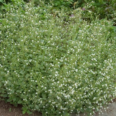 Calamint (Calamintha 'Ssp Nepeta') - 1 gallon
