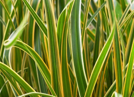 Grass Carex EverColor® Everglow (Carex 'Carex Everglow') - 1 gallon