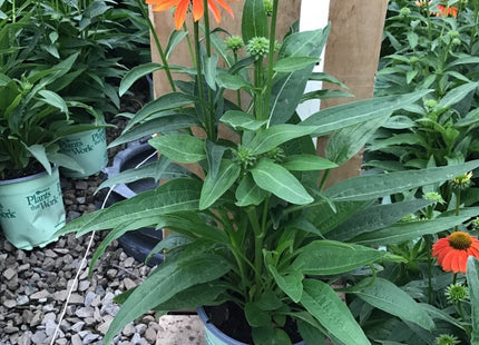 Artisan™ Soft Orange Coneflower (Echinacea artisan 'Soft Orange') - 3QT