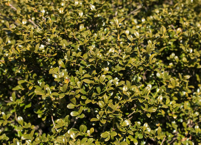 Chilly Willy Japanese Holly (Ilex crenata 'Winterscape Chilly Willy') - 3 gallon 15"