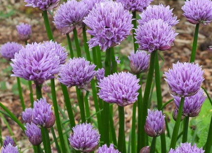 Chivette Chives (Allium chivette) - 1 gallon