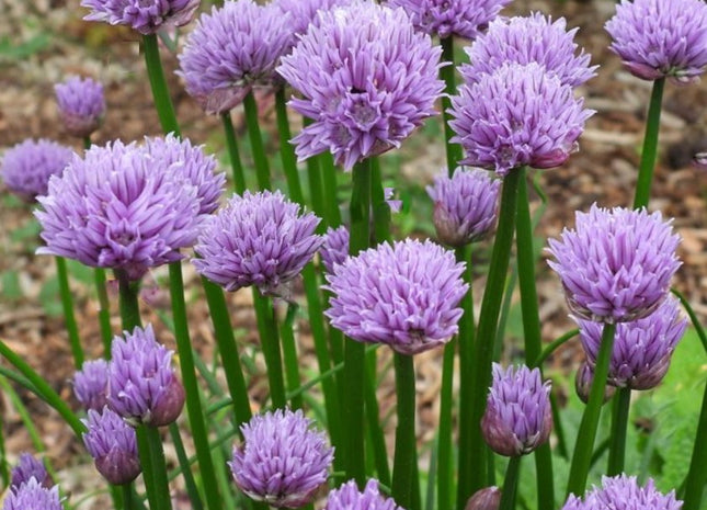 Chivette Chives (Allium chivette) - 1 gallon
