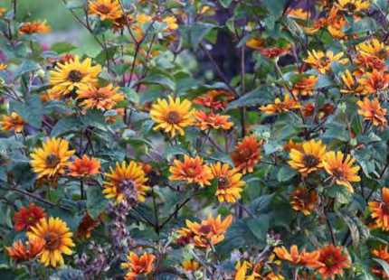 False Sunflower (Heliopsis helianthoides 'Burning Hearts') - 1 gallon