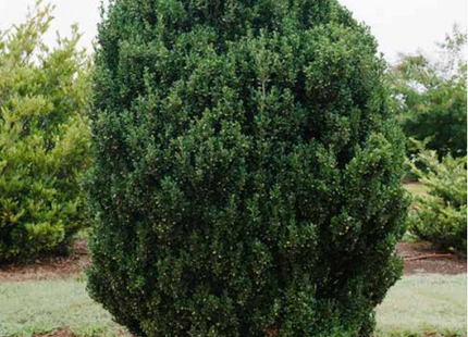 Chubby Hubby™ Japanese Holly (Ilex crenata 'Chubby Hubby') - 3 gallon