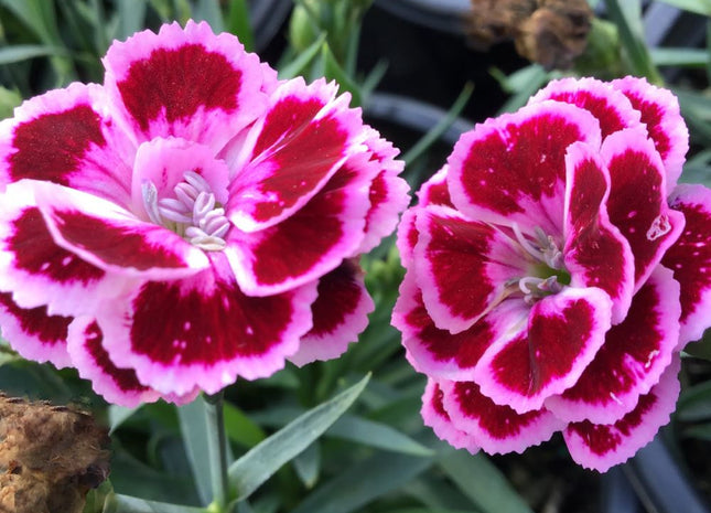Dianthus Purple Bicolor Pinks (Dianthus delilah 'Purple Bicolor') - 1 gallon