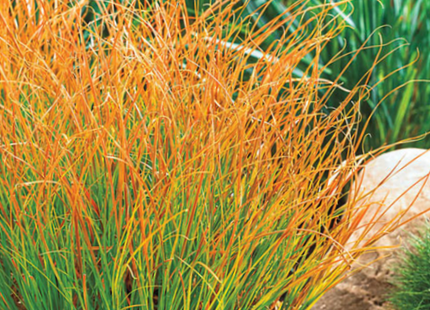 Carex Prairie Fire (Carex 'Carex Prairie Fire') - 1 gallon