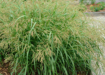 Cape Breeze Switchgrass (Panicum 'Pa Cape Breeze') - 2 gallon