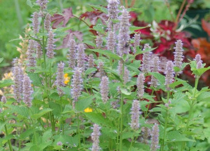 Anise Hyssop (Agastache foeniculum) - 1 gallon