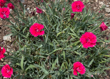 Dianthus Pinks (Dianthus 'Everbloom Red Delicious') - 1 gallon