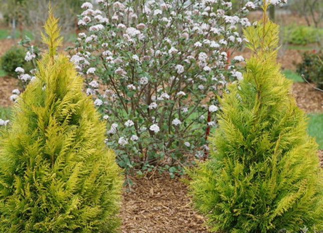 Fluffy® Western Arborvitae (Thuja plicata 'Fluffy') - 3 gallon