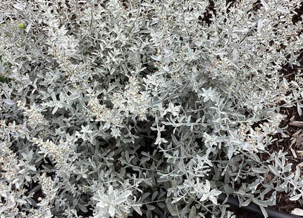 GardenGhost™ Artemesia (Artemisia garden 'Ghost') - 1 gallon