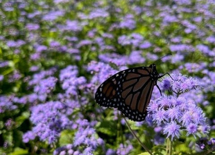 Blue Mistflower (Eupatorium coelestinum) - 1 gallon