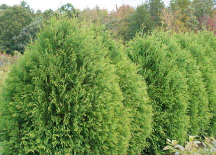 Cheer Drops® Arborvitae (Thuja occidentalis 'Cheer Drops') - 3 gallon