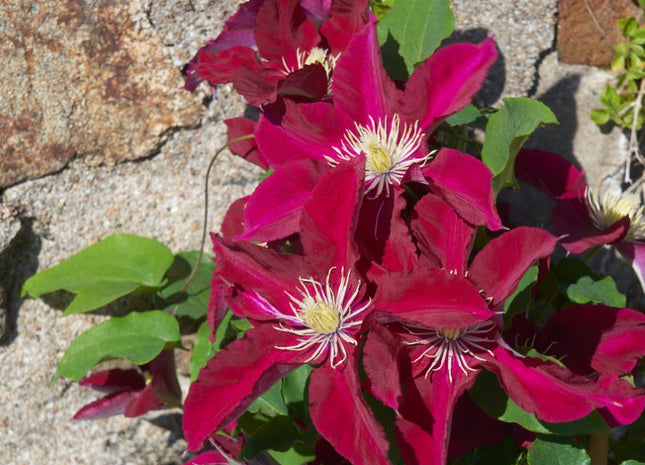 Elpis™ Clematis  (Clematis elpis) - 1 gallon