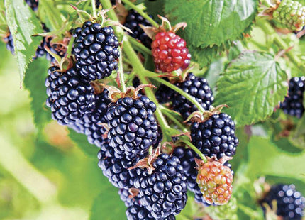 Chester Blackberry (Rubus fruticosus 'Chester') - 1 gallon 12"
