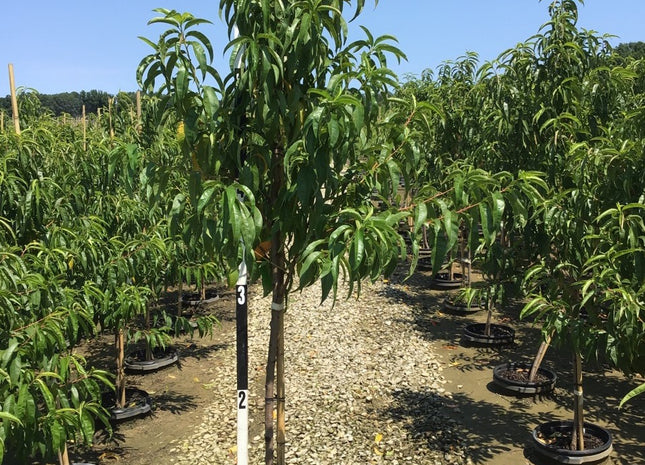 June Princess Nectarine (Prunus 'Fruit June Princess') - 3 gallon 36" TREE