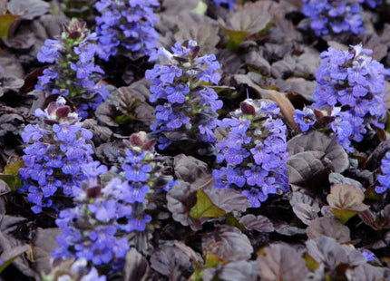 Black Scallop Bugleweed (Ajuga reptans 'Black Scallop') - QT