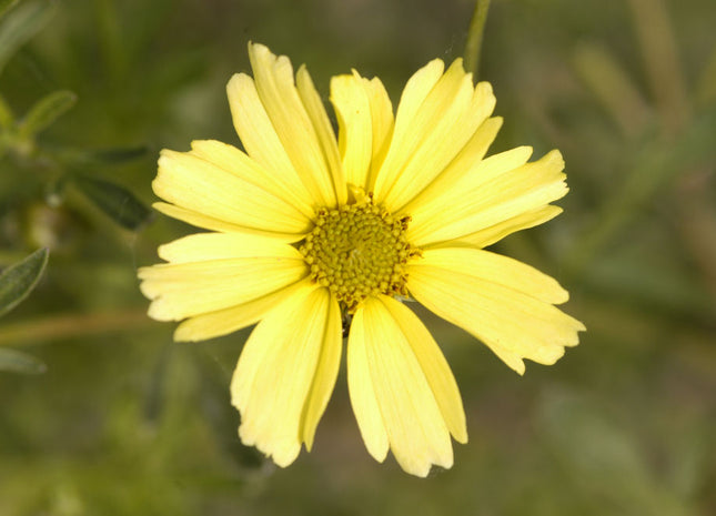 Creme Brulee™ Tickseed (Coreopsis verticillata 'Creme Brulee') - QT