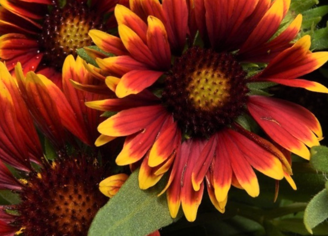 Gaillardia Spintop Orange Halo Blanket Flower (Gaillardia spintop 'Orange Halo') - QT