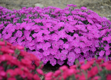 'Paint the Town Fuchsia' Pinks (Dianthus paint 'The Town Fuchsia') - QT