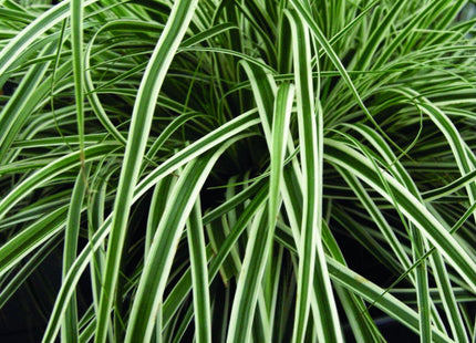 EverColor® Everest™ Sedge (Carex oshimensis 'Everest') - QT