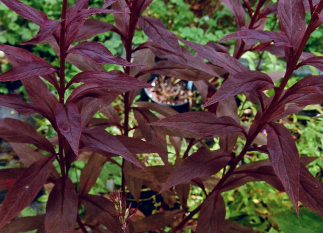 Black Truffle Cardinal Flower (Lobelia C 'Black Truffle') - QT