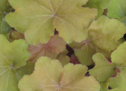 Caramel Coral Bells (Heuchera caramel 'Caramel') - QT