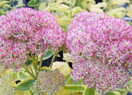 Frosted Fire Autumn Stonecrop (Sedum frosted 'Fire') - QT
