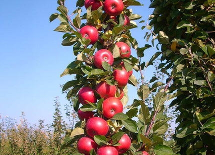 Fruit Snacks® Tasty Red™ Apple (Malus domestica 'Tasty Red') - 2 gallon
