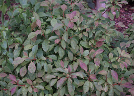 Dwarf Fragrant Viburnum (Viburnum farreri 'Nanum') - 3 gallon 15"