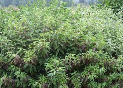 Red Gnome® Siberian Dogwood (Cornus alba 'Regnzam') - 3 gallon 15"