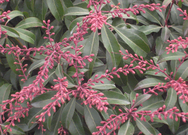 Dorothy Wycoff Andromeda (Pieris japonica 'Dorothy Wycoff') - 3 gallon 12"